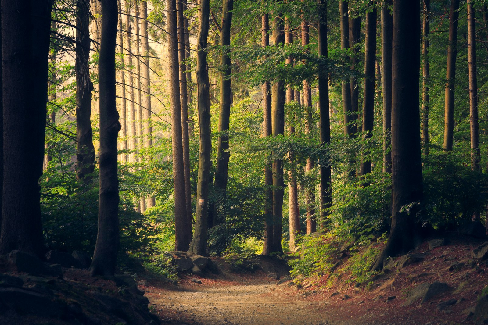 Nebelverhangene Schwarzwaldlandschaft im Abendlicht